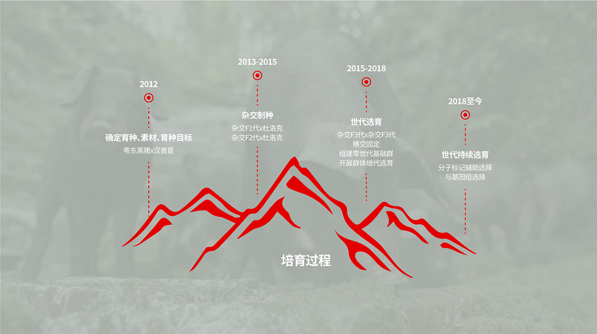 楚鄉黑豬